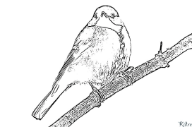 bluetits Coloring Pages To Print